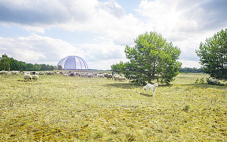 Die Beweidung von Heide- und Trockenrasenflächen durch Schafherden fördert die Artenvielfalt, indem sie die Ausbreitung unerwünschter Pflanzenarten begrenzt und ein ausgewogenes Ökosystem unterstützt / Foto: Tropical Islands