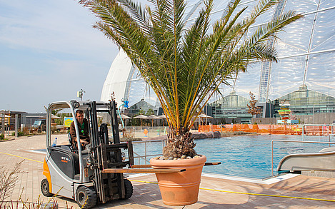 Die tropischen Pflanzen verlassen ihr Winterquartier und nehmen ihren ursprünglichen Platz im Außenbereich ein. ©Tropical Islands