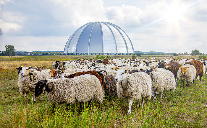 Rund 500 Schafe beweiden die weitläufigen Flächen rund um den Tropical Islands Dome / Foto: Tropical Islands