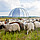 Rund 500 Schafe beweiden die weitläufigen Flächen rund um den Tropical Islands Dome / Foto: Tropical Islands