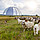 Die rund 500 Schafe und Ziegen sowie 3 Herdenschutzhunde (Pyrenäenberghunde) gehören zur Schäferei Möllendorf / Foto: Tropical Islands