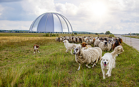 Die rund 500 Schafe und Ziegen sowie 3 Herdenschutzhunde (Pyrenäenberghunde) gehören zur Schäferei Möllendorf / Foto: Tropical Islands